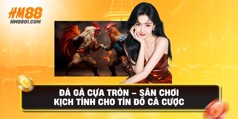 Đá gà cựa tròn sân chơi kịch tính cho tín đồ cá cược
